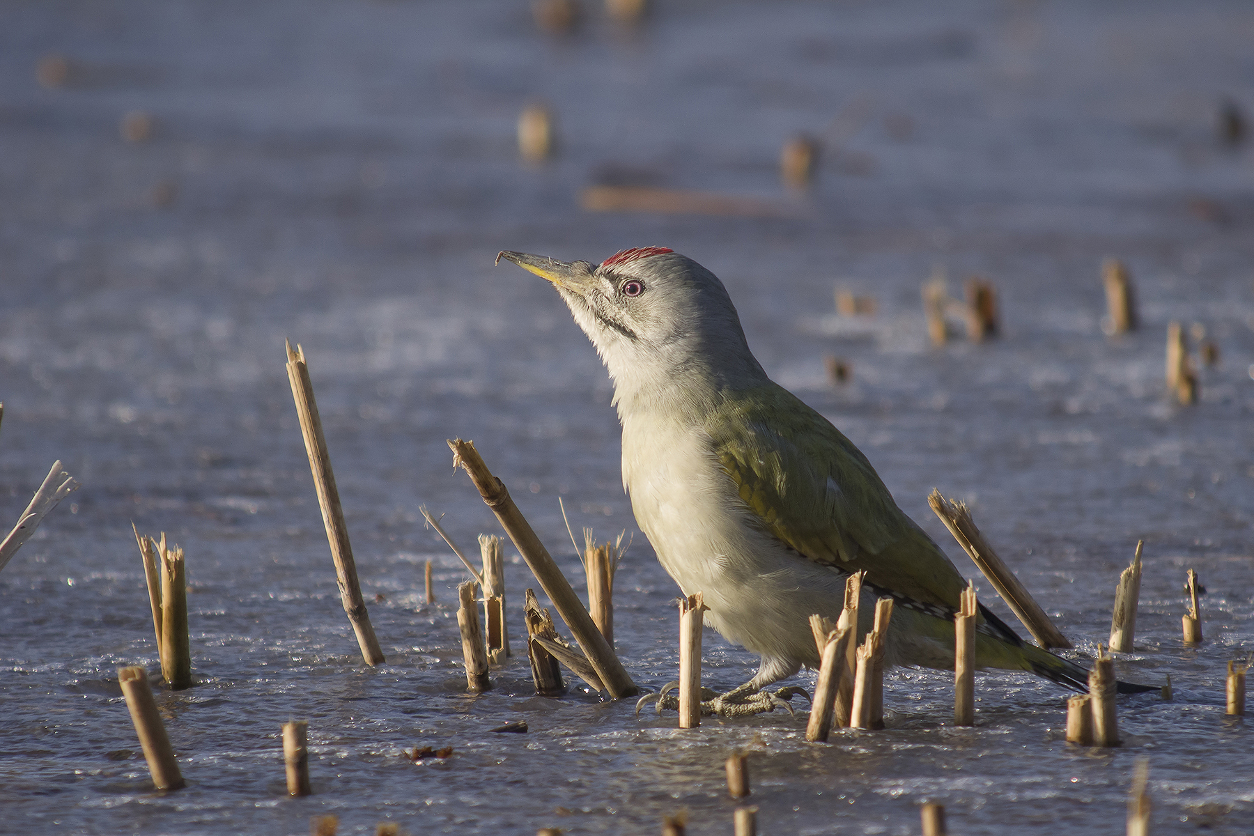 包含尼日啄木鸟实况，红蓝欲逐梢，欧洲杯预选赛态势涌现的词条